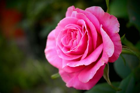 La fleur .